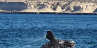 Oferta de naturaleza y cultura en Chubut