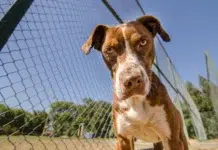 Perros asilvestrados mataron 30 llamas en Tierra del Fuego Alertan por la peligrosidad de los perros asilvestrados en Tierra del Fuego