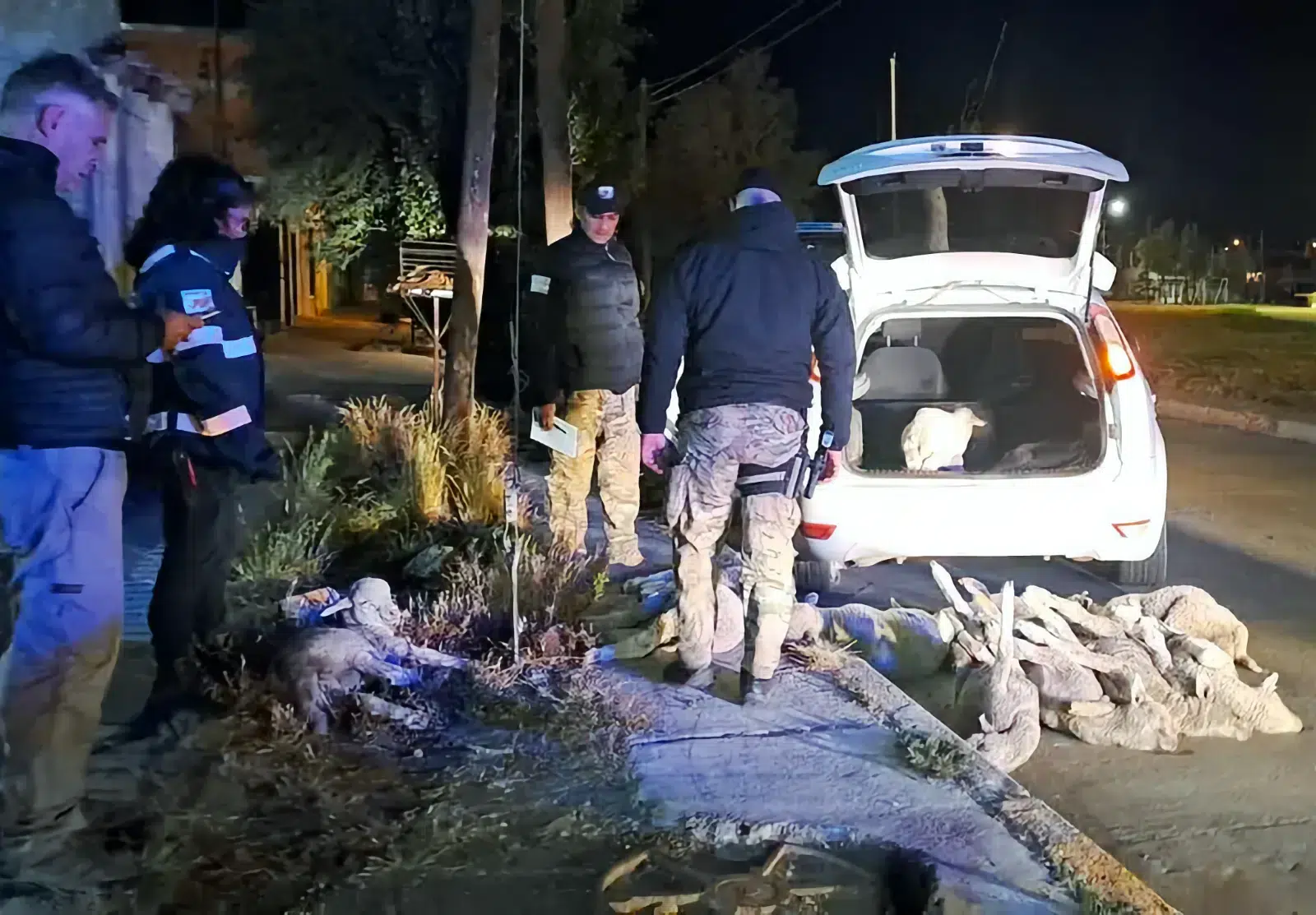 Huyó de un control policial, chocó y abandonó el auto con 11 corderos en su interior Huyó de un control policial, chocó y abandonó el auto con 11 corderos en su interior