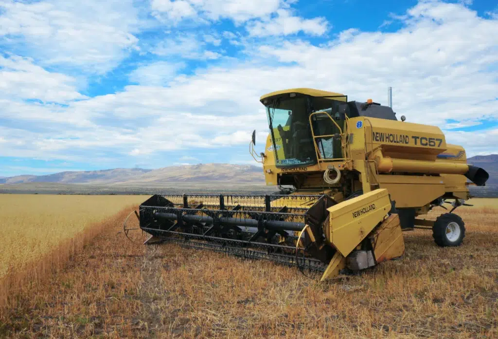 Se inició la primera cosecha de granos en cercanías de El Calafate