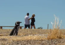 El turismo interno sostuvo la actividad en las áreas protegidas de Chubut El turismo interno sostuvo la actividad en las áreas protegidas de Chubut