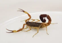 Informan recomendaciones por picaduras de animales ponzoñosos Informan recomendaciones por picaduras de animales ponzoñosos