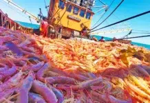 Gremios en alerta por aumento del canon pesquero Empresas pesqueras advierten de caída de capturas de langostino