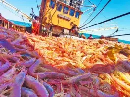 Empresas pesqueras advierten de caída de capturas de langostino