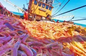 Empresas pesqueras advierten de caída de capturas de langostino Empresas pesqueras advierten de caída de capturas de langostino