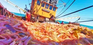 Chubut inicia la prospección de langostino el 26 de octubre Empresas pesqueras advierten de caída de capturas de langostino