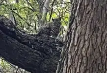 Registraron un gato montés en cercanías de Río Turbio Registraron un gato montés en cercanías de Río Turbio