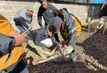 Secuestran ovejas en un operativo rural en Perito Moreno Secuestran ovejas en un operativo rural en Perito Moreno