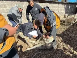 Secuestran ovejas en un operativo rural en Perito Moreno