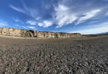 Encontraron un jabalí en la zona del Lago Buenos Aires Encontraron un jabalí en la zona del Lago Buenos Aires