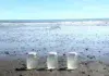 Analizarán la contaminación por fibras y microplásticos en el Golfo Nuevo Analizarán la contaminación por fibras y microplásticos en el Golfo Nuevo