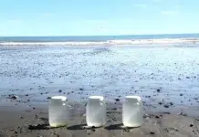 Analizarán la contaminación por fibras y microplásticos en el Golfo Nuevo Analizarán la contaminación por fibras y microplásticos en el Golfo Nuevo