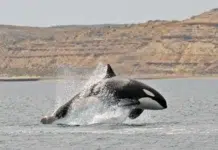 Para ingresar a Península Valdés no aceptará pagos en efectivo Abre la temporada de avistaje de orcas en Península Valdés
