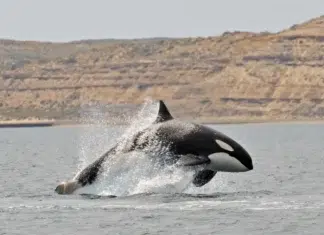 Para ingresar a Península Valdés no aceptará pagos en efectivo Abre la temporada de avistaje de orcas en Península Valdés