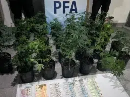 Operativo en Caleta Olivia logró secuestrar plantas de marihuana
