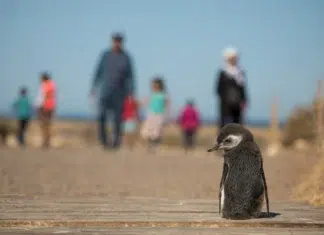 Chubut registró 100 mil visitas en áreas naturales protegidas