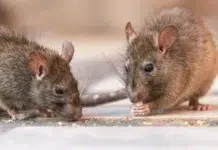Salud provincial reforzó la intervención sanitaria por el hantavirus Salud provincial reforzó la intervención sanitaria por el hantavirus