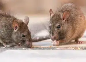Salud provincial reforzó la intervención sanitaria por el hantavirus Salud provincial reforzó la intervención sanitaria por el hantavirus