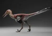 Hallaron nuevos restos fósiles del primer dinosaurio raptor en Santa Cruz Hallaron nuevos restos fósiles del primer dinosaurio raptor en Santa Cruz