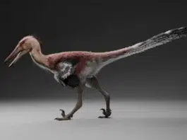 Hallaron nuevos restos fósiles del primer dinosaurio raptor en Santa Cruz