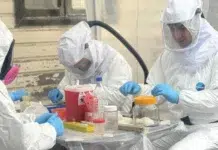 El Instituto Malbrán busca rastros de hantavirus en la isla El Instituto Malbrán busca rastros de hantavirus en la isla