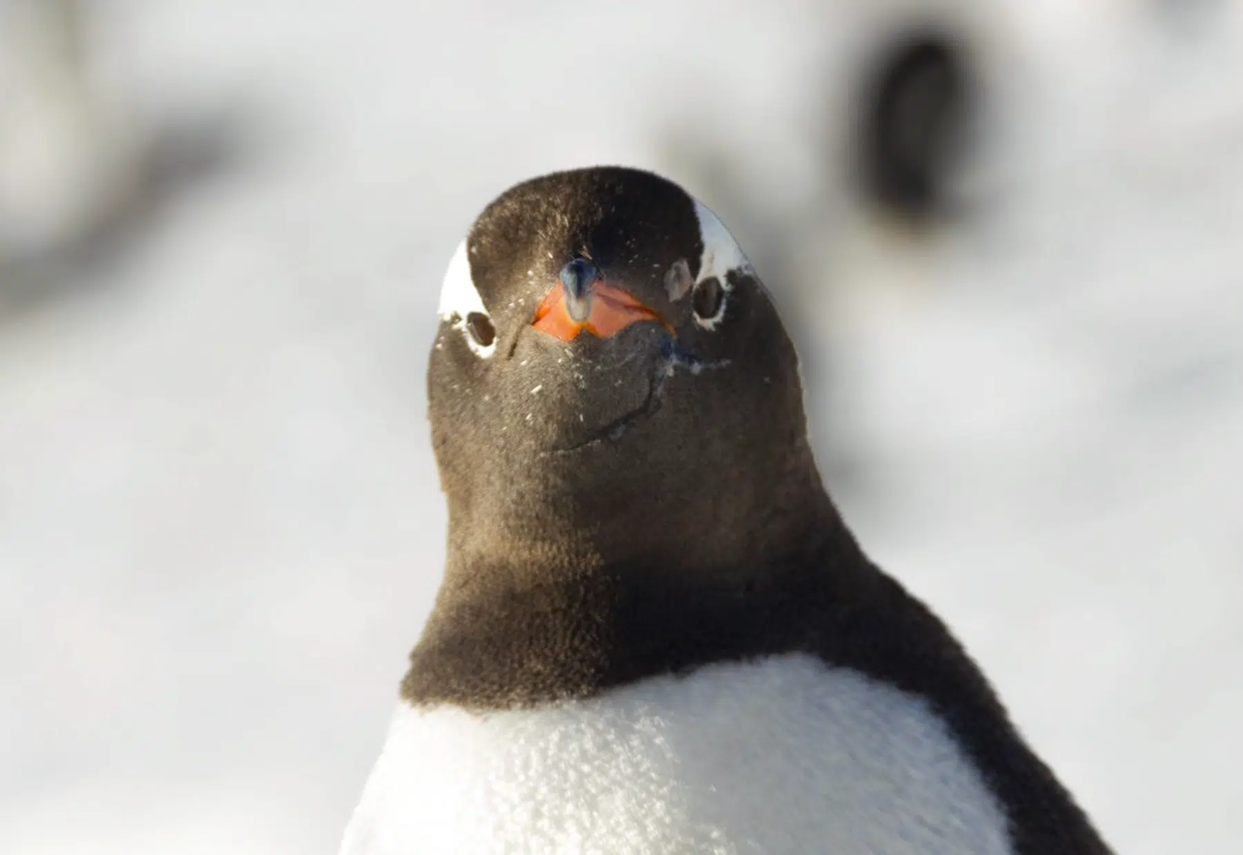 El pingüino papúa también conocido como pingüino vincha o juanito - El pingüino papúa también conocido como pingüino vincha o juanito -
