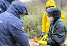 Realizan operativo con 150 trampas para roedores en distintos sectores de Ushuaia Realizan operativo con 150 trampas para roedores en distintos sectores de Ushuaia
