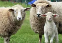 Condenaron a un puestero rural de Chubut por abigeato Ganado de raza Merino Multipropósito