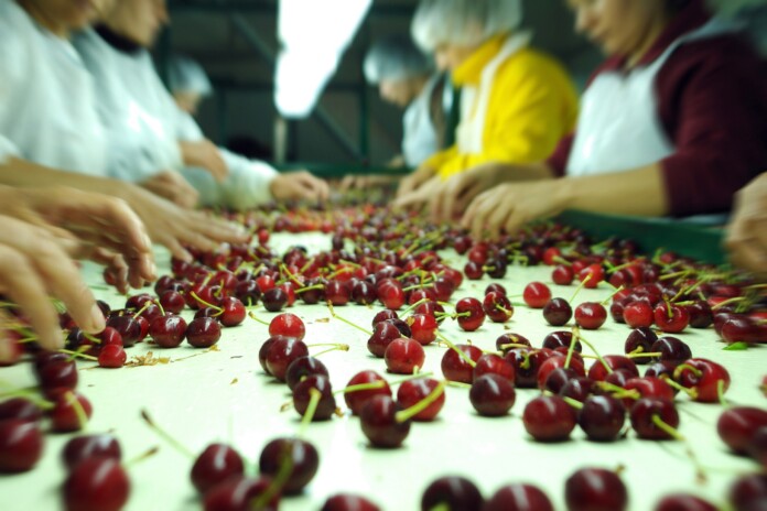 Chubut es la principal exportadora de cerezas del país