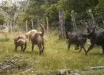 Gobierno e investigadores avanzan en un plan sobre los perros asilvestrados Gobierno e investigadores avanzan en un plan sobre los perros asilvestrados
