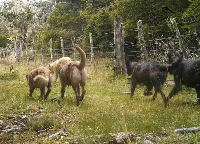 Gobierno e investigadores avanzan en un plan sobre los perros asilvestrados
