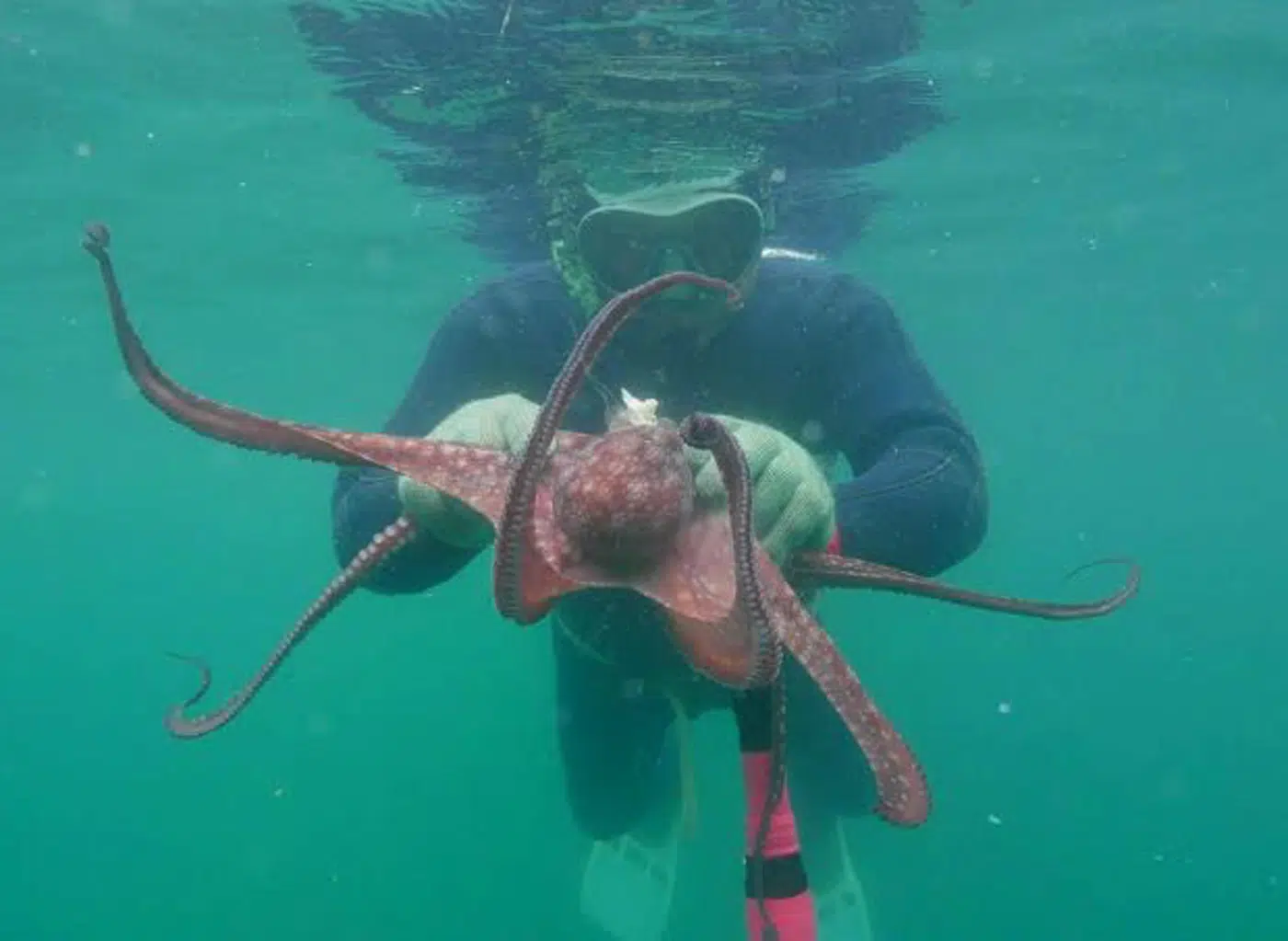 Exigirán seguro a los buzos artesanales del Golfo San José Exigirán seguro a los buzos artesanales del Golfo San José