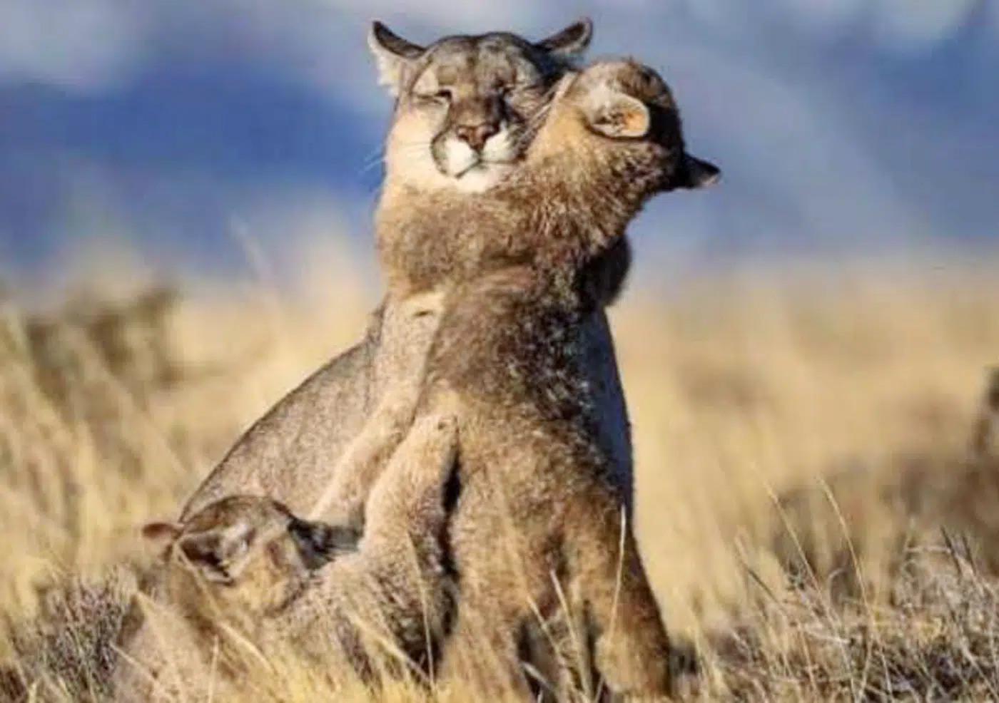 Investigan caza de pumas en Chubut Investigan caza de pumas en Chubut