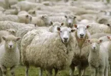 Productores ovinos de Chubut cuestionan las políticas del gobierno con el campo y la transparencia en el manejo de los fondos Productores ovinos de Chubut cuestionan las políticas del gobierno con el campo y la transparencia en el manejo de los fondos