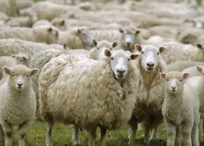 Productores ovinos de Chubut cuestionan las políticas del gobierno con el campo y la transparencia en el manejo de los fondos