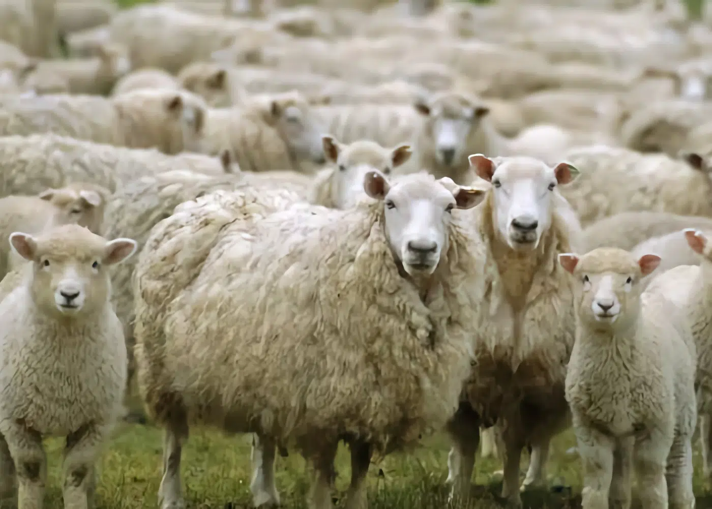 Productores ovinos de Chubut cuestionan las políticas del gobierno con el campo y la transparencia en el manejo de los fondos Productores ovinos de Chubut cuestionan las políticas del gobierno con el campo y la transparencia en el manejo de los fondos