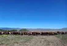 Fuerte crítica del sector agropecuario al gobierno de Chubut Fuerte crítica del sector agropecuario al gobierno de Chubut