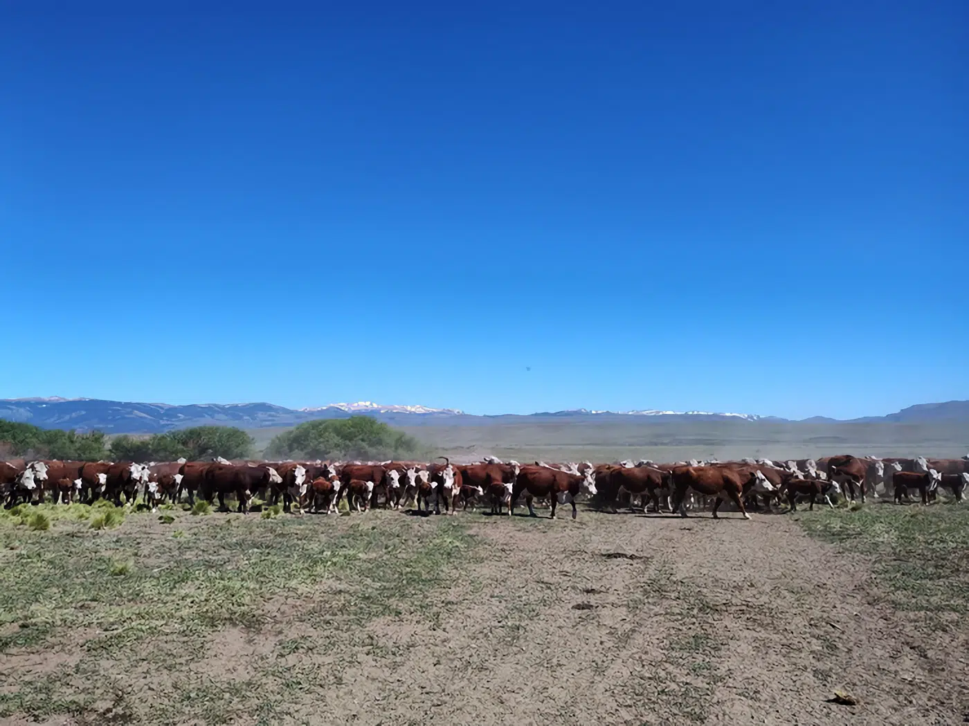 Fuerte crítica del sector agropecuario al gobierno de Chubut Fuerte crítica del sector agropecuario al gobierno de Chubut
