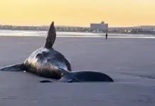 Puerto Madryn registra cinco ballenas muertas en 48 horas Puerto Madryn registra cinco ballenas muertas en 48 horas