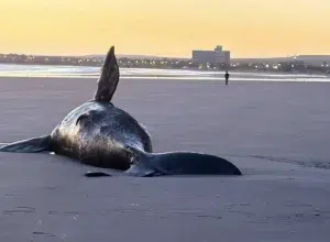 Puerto Madryn registra cinco ballenas muertas en 48 horas Puerto Madryn registra cinco ballenas muertas en 48 horas